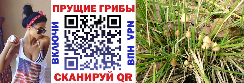 Псилоцибиновые грибы мухоморы даркнет сайт Новокубанск